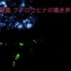 日本の野鳥　フクロウのヒナの鳴き声1時間
